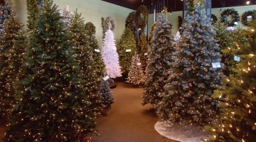 Photograph of National Tree Company Christmas trees.